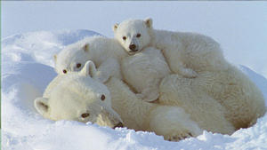 白色大地的北極熊